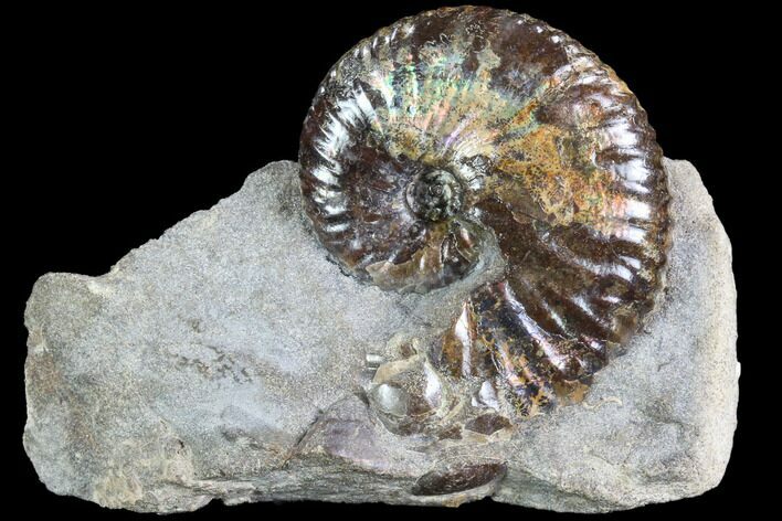 Iridescent Hoploscaphites Ammonite - South Dakota #86200